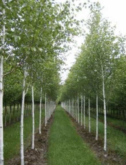 Selectie Arbori Ornamentali • Tei, Carpen, Platan, Arțar