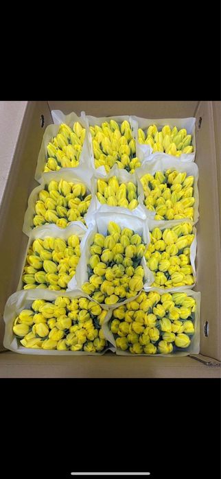 Тюльпаны оптом 320 тг оптом голландия