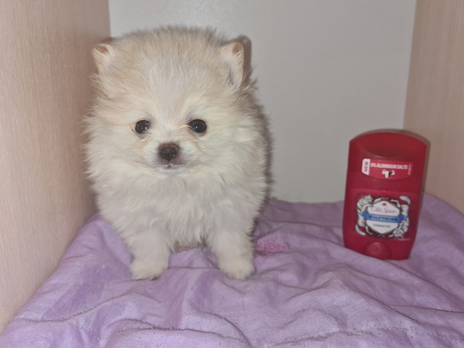 Продам щенка шпица.