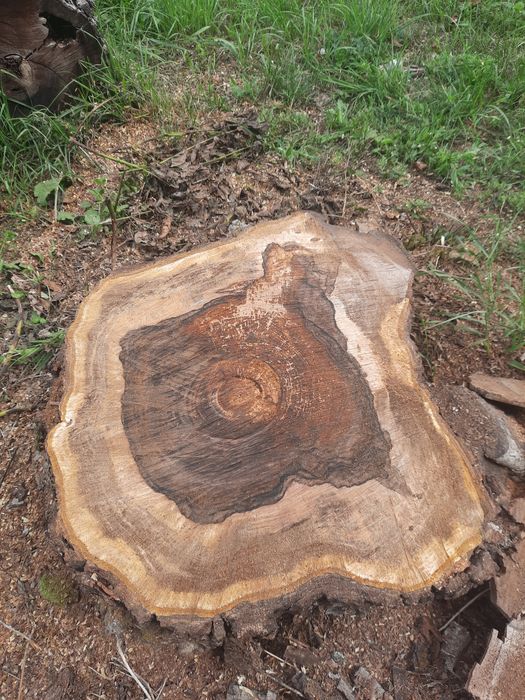 Rondele si trunchiuri din lemn de mesteacan sau diferite estente