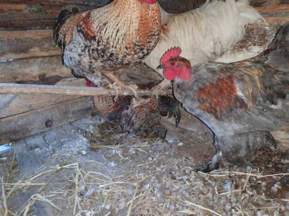 Продам петухов домашних