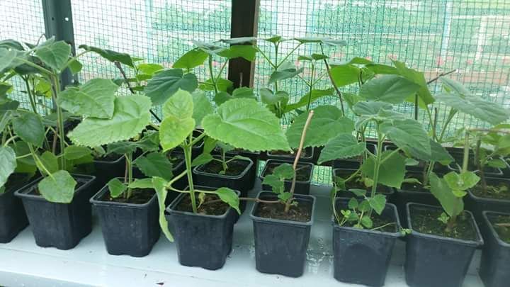 Vand plante paulownia  ACLIMATIZATE