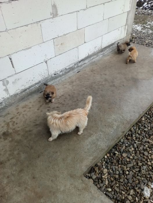 Donez căței talie mica