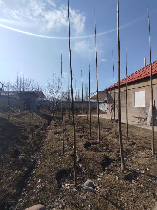Pavloniya   2yilli va 1-yilli