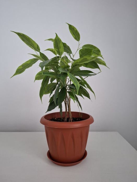 Фикус,высота  35  сантиметров.