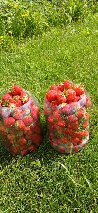 Продаётся клубника