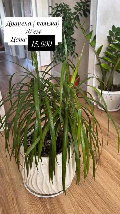 Продаю домашние цветы