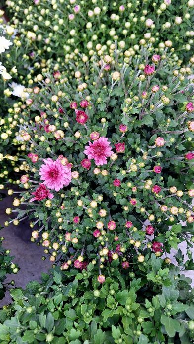 Crizanteme de vânzare!