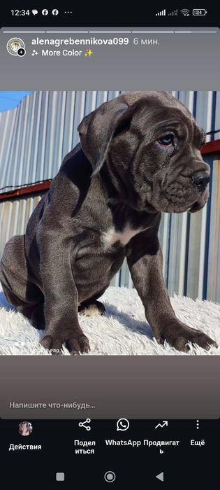 Кане Корсо. девочки.