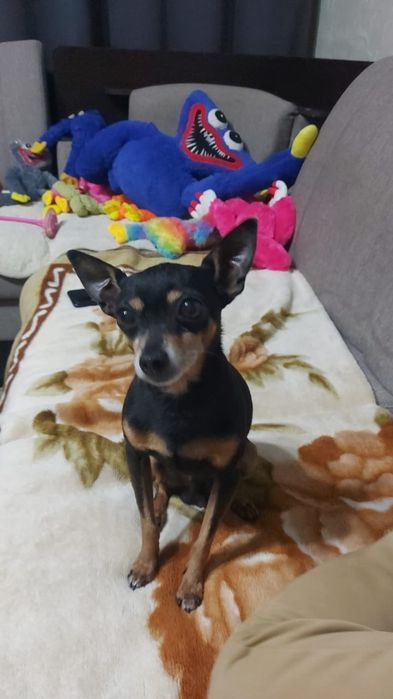 Потерялся той-терьер