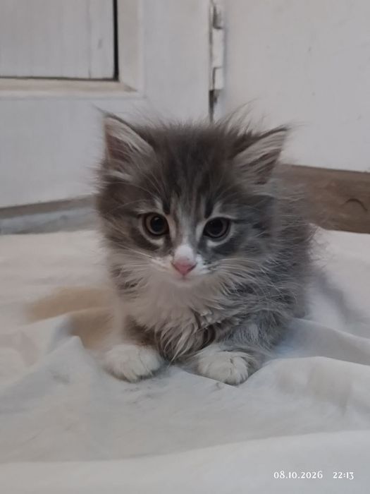 Котёнок Сэм,красавчик!