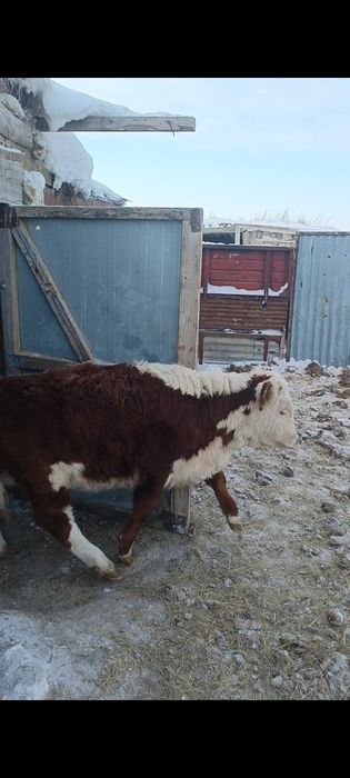 Акбас кашарлар сатылады плем статуспен