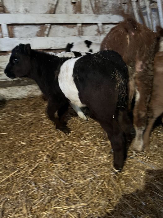 Vand 11 taurasi intarcati