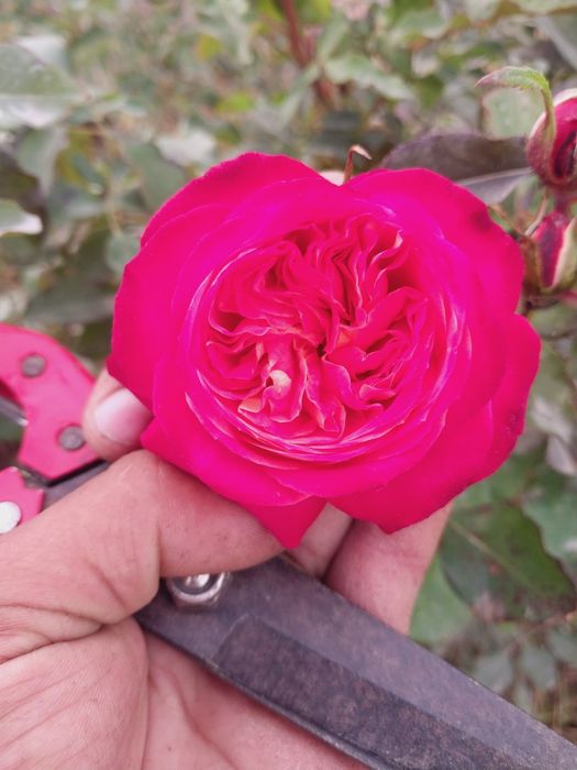 Pionavidni atirgullar