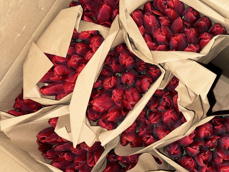 Тюльпан крупный для близких и коллег