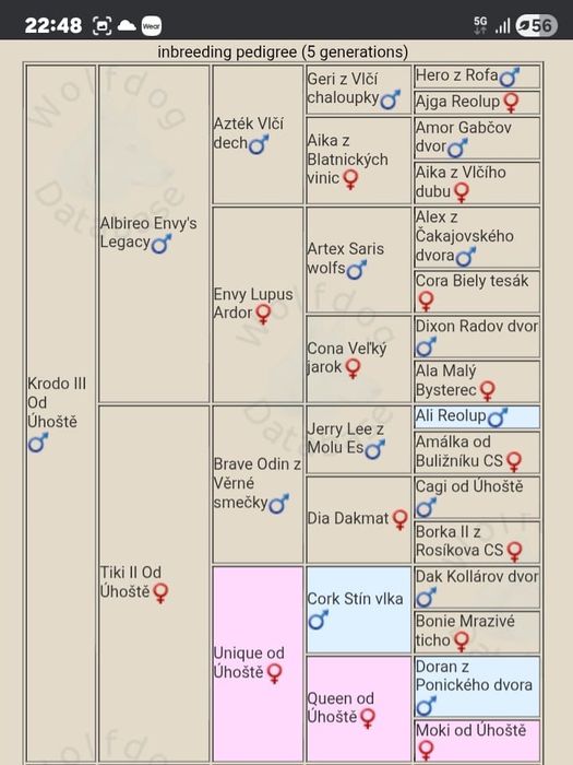 Волкодав Чехословацкий