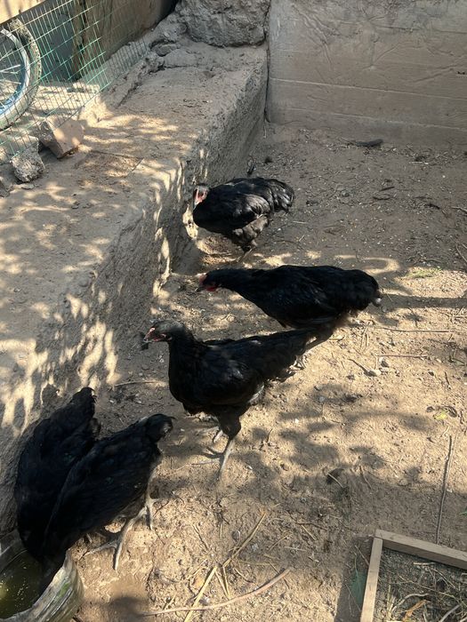 Jersi xuroz jujalari