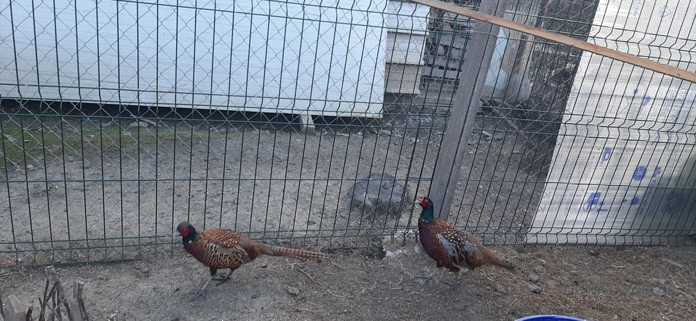 Fazani comuni- masculi