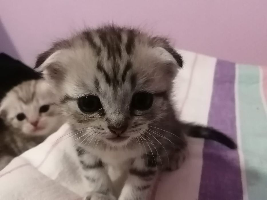 Котята шотландские