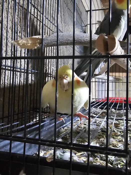 Попугай карелла одногодки самец и самка