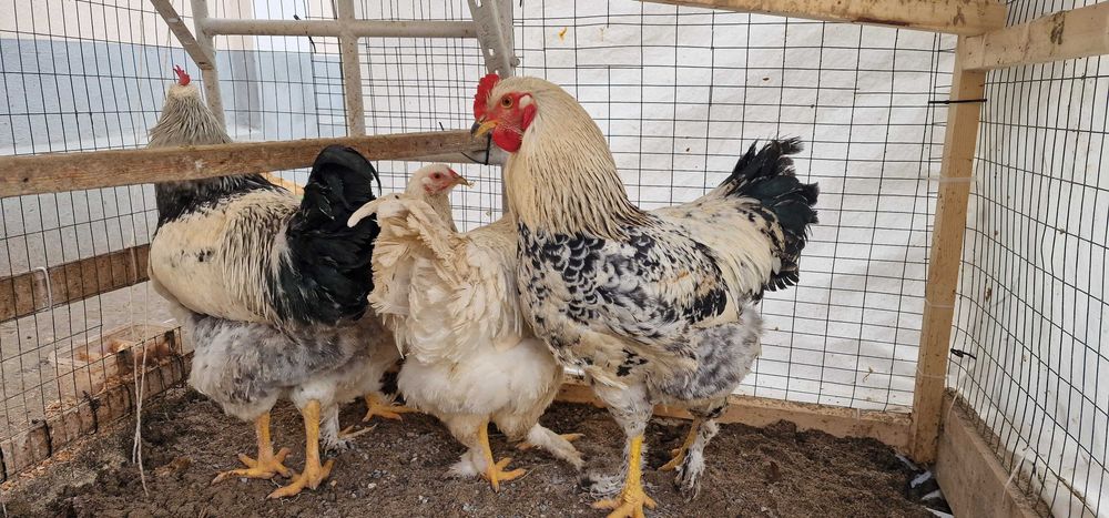 Хўроз (xo‘roz, петух) сотилади