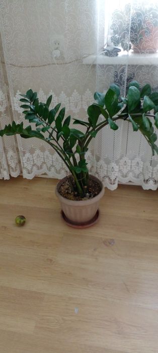 Комнатные цветы мастера , фикус пальмы