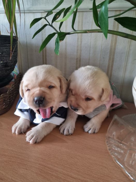 Лабрадор / Лабрадори