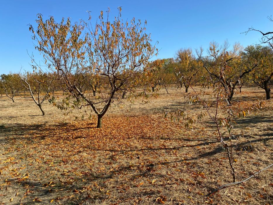 Овощна прасковена градина