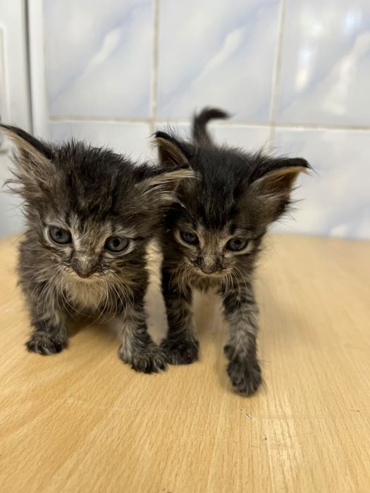 Котята ищут дом,срочно