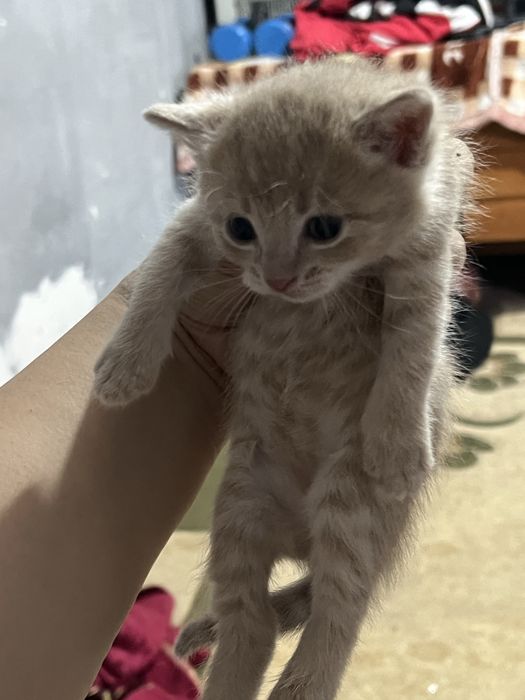 Катенки срочно продам