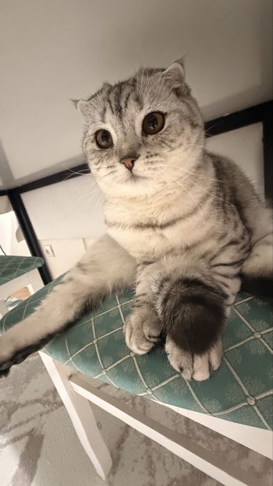 Отдам котика мальчика в добрые ручки