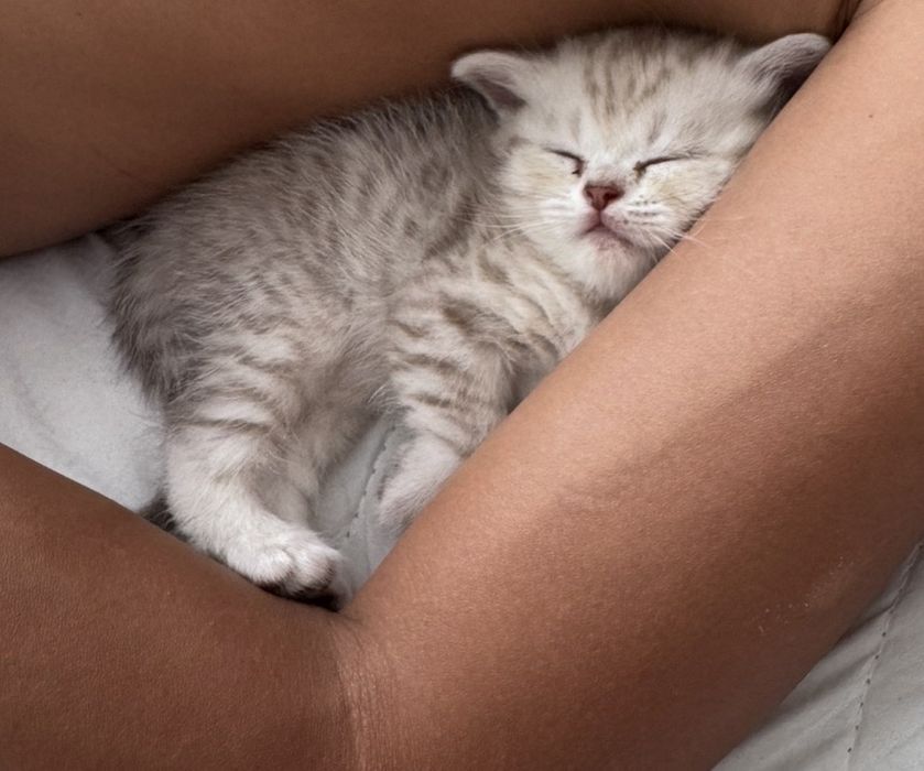 Продаю сладких шиншилловых котят