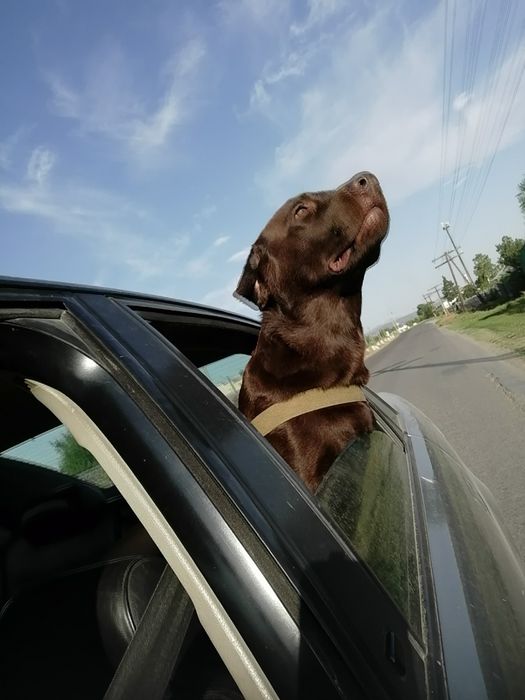 Предлогается кобель