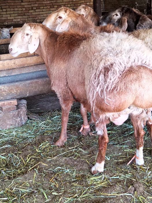 Кошкарлар сатылады