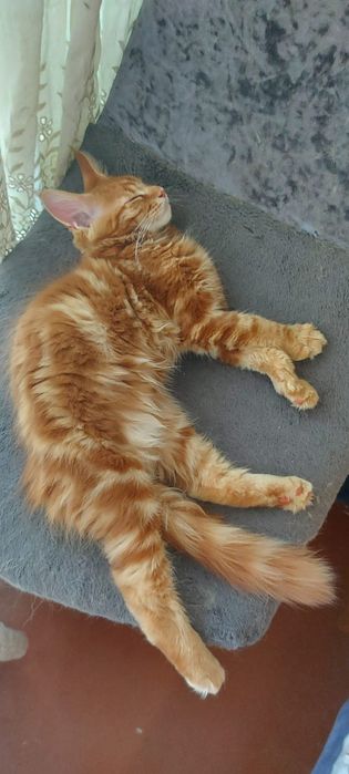 Котята мейнкун продаю
