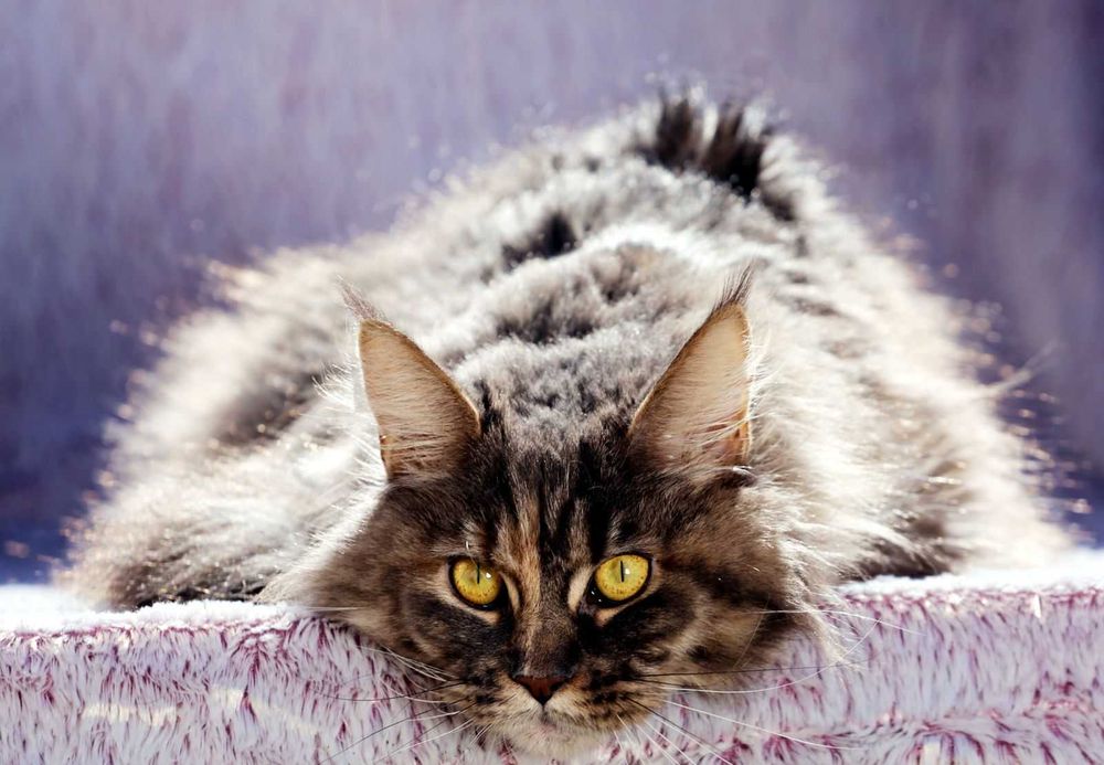 Motănel Maine Coon de elită – Pedigree WCF – Crescător behaviorist