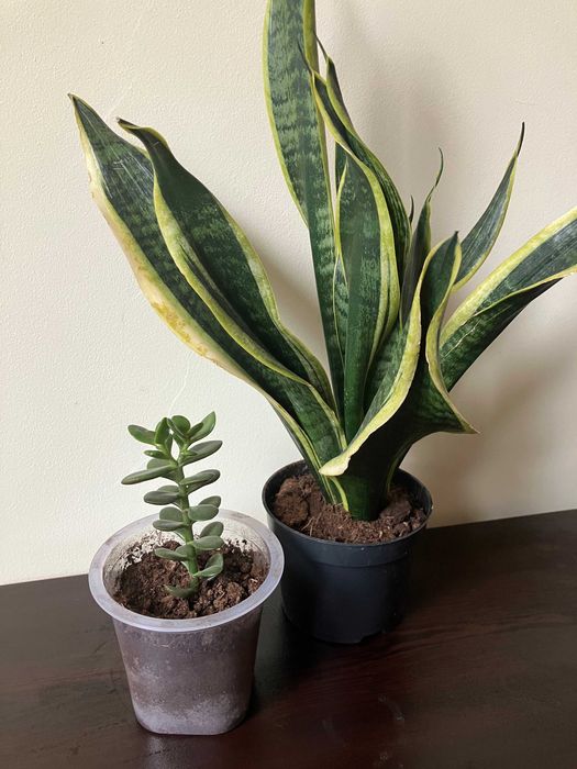 Комплект растения сингониум и карсула