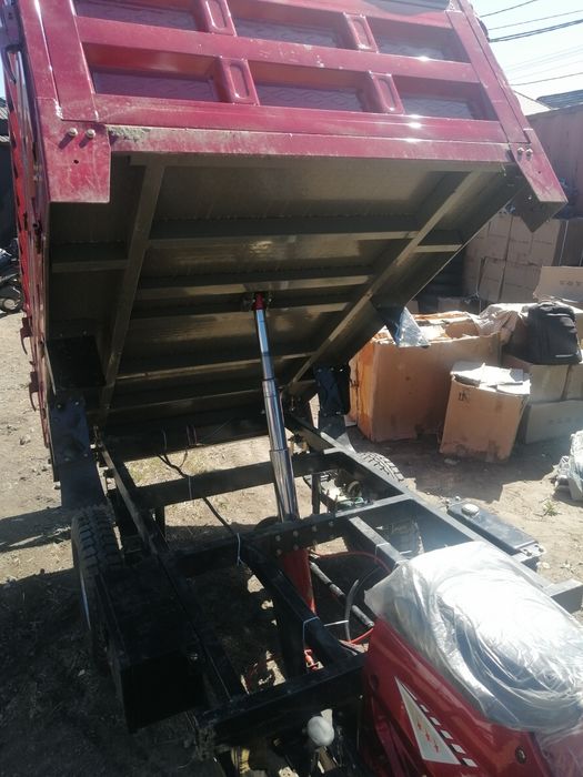 Муравей  трисикыл  новый