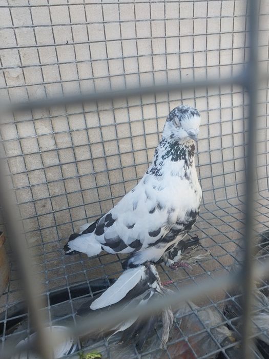 Продам  голубя один