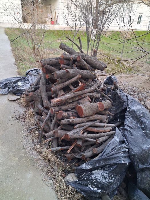 Утинлар дарахтники сотилади