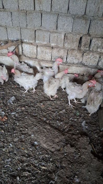 Oq tovuqlar sotiladi