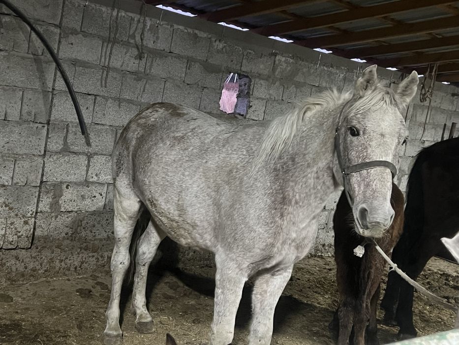 Согым 1.5 жастан 8 жасқа дейін