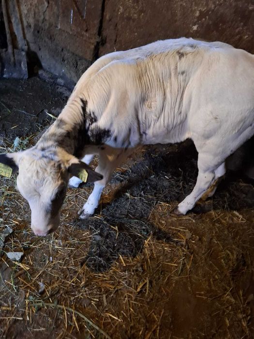 Vân vițel de carne