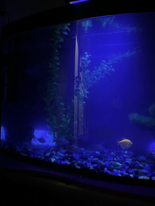 Akvarium sotiladi 80-90 litr Hamma jihozlari va baliqlari bilan)