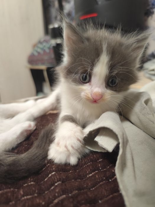 Котята бесплатно