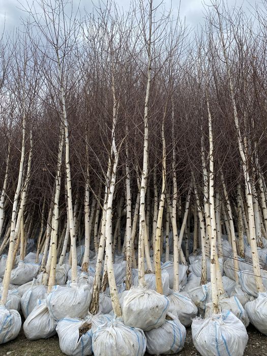 Mesteanca in coaja alba