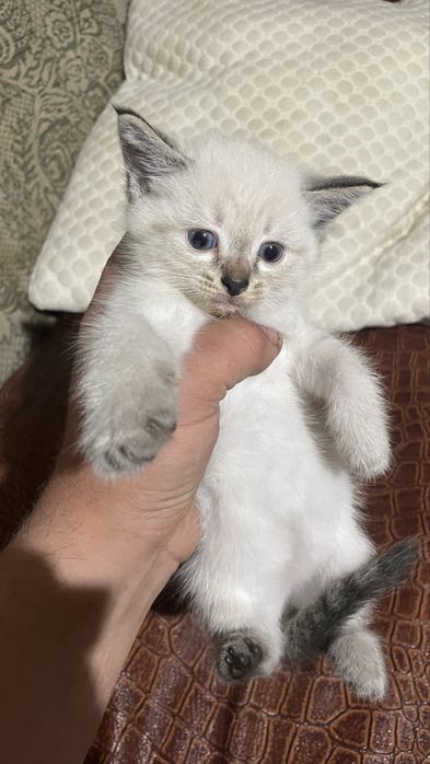 Отдам котят 2 мальчика 1 девочка