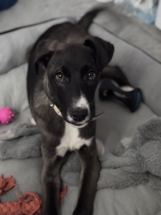 Вот такой щеночек