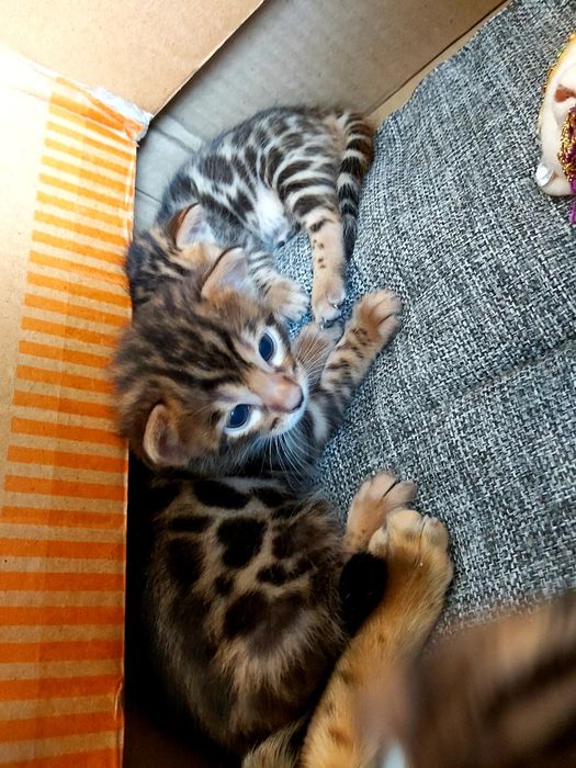 Тигрята- БЕНГАЛЫ!