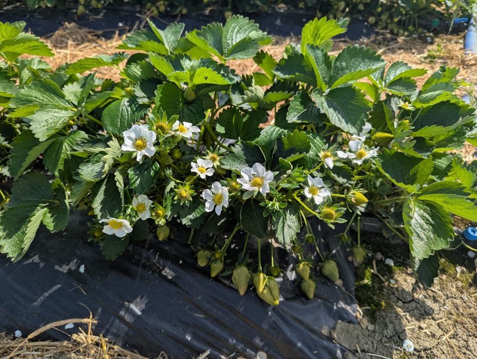 Stoloni capsuni 4 ron